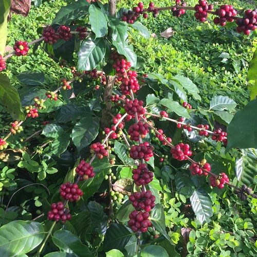Coffee Plant Cherries