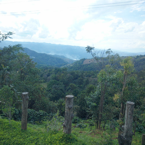 Thailand Northern Mountain Coffee Plantation Thailand Northern Mountain Coffee Plantation